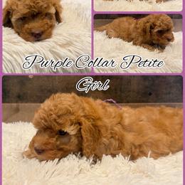 Purple Collar Girl - Red  female Goldendoodle puppy in San Augustine, Texas from Vintage Doodles