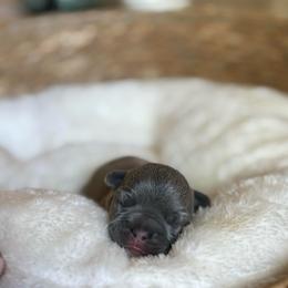 Pearl - Blue female French Bulldog puppy in Conroe, Texas from The Frenchie Farm