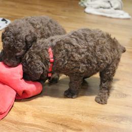 Poodle Puppies from RK'S Pets