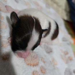 Crimson - Red white and sable female Papillon puppy in Hollister, Missouri from Swan Creek Kennel