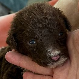 Poodles from Monica Householder