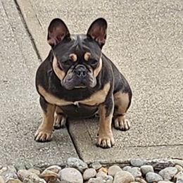 French Bulldog Puppies from Sun City Kennels