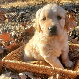 Cream Collar - Golden Retriever puppy in Benton, Arkansas from KSquared Golden Retrievers