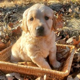 Cream Collar - Golden Retriever puppy in Benton, Arkansas from KSquared Golden Retrievers