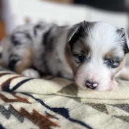 Jan - Blue merle female Miniature Australian Shepherd puppy in Bethany, Illinois from Rachel at Marrowbone Creek Aussies