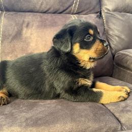 Kali - Black and tan female Rottweiler puppy in Newfoundland, Pennsylvania from Poconopaws