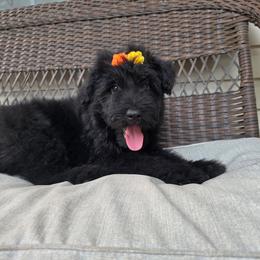 AKC Chloe - Black female Bouvier des Flandres puppy in Marionville, Missouri from Sandbox Puppies