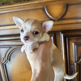 Green - Sable spotted white male Chihuahua puppy in Isanti, Minnesota from Happy Little Chihuahuas