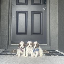 Goldendoodle Puppies from The Doodle House