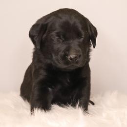 Labrador Retriever Puppies from AGL Retrievers