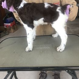 Brittany Puppies from KB Britts