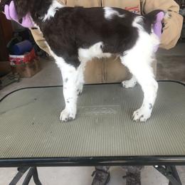 Brittany Puppies from KB Britts