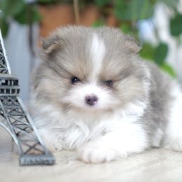 Dash - Blue parti male Pomeranian puppy in Santa Clarita, California from Hollywood Mini Pets