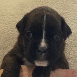 Dubai - Brindle male Boxer puppy in Medical Lake, Washington from Back Forty Boxers and Old English Bulldogs