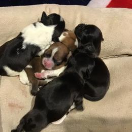 Shih Tzu Puppies from Kelly's Shih Tzus