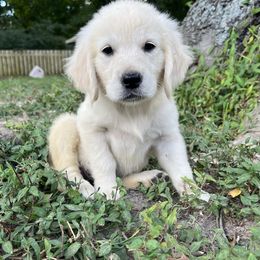 Golden Retriever Puppies from The Golden Garden