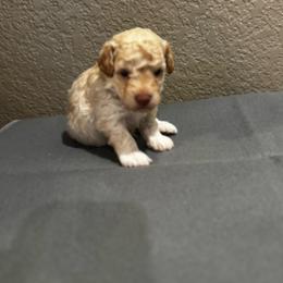 Blue collar - White male Poodle puppy in Fredericktown, Missouri from Ellie & Co. Doodles and Poodles