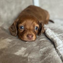 Ol Red - Red male Dachshund puppy in Brandon, Florida from Knights Dachshunds