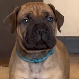 Teal Collar Male - Fawn male Boerboel puppy in Bon Aqua, Tennessee from Erickson Ranch Boerboels