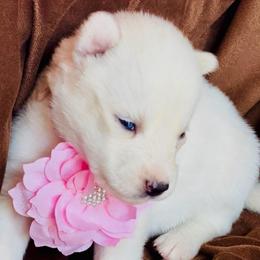 Nova Skye - White female Siberian Husky puppy in Atlanta, Georgia from Lobban Huskies