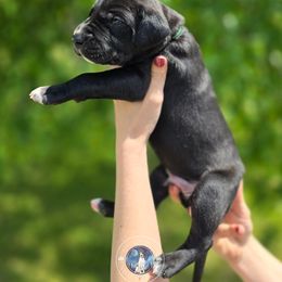 Ash - Black and white male Great Dane puppy in Roseau, Minnesota from UNDAD'S KENNELS