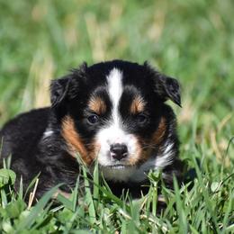 Willow - Black tri female Miniature Australian Shepherd puppy in Lowgap, North Carolina from Baileys Mini Aussies