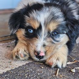 Tulip - Blue merle female Australian Shepherd puppy in Silex, Missouri from Small Town Australian Shepherds