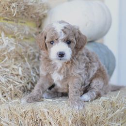 Goldendoodle Puppies from Maggies Doodles (maggiesdoodlesaz.com)