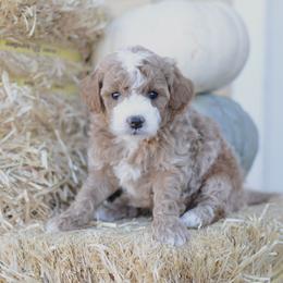 Goldendoodle Puppies from Maggies Doodles (maggiesdoodlesaz.com)