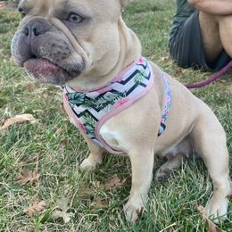 French Bulldog All Grown Up from The NorCal Queens Kennel