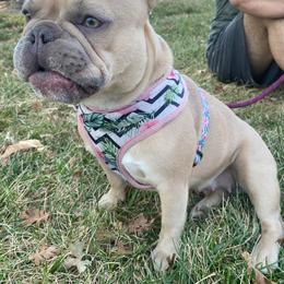 French Bulldog All Grown Up from The NorCal Queens Kennel