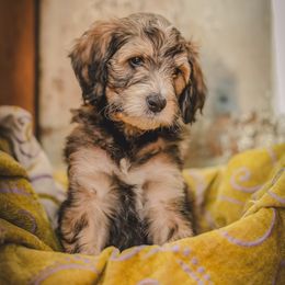 Bernedoodle and Cavapoo Puppies from Positively Doodles