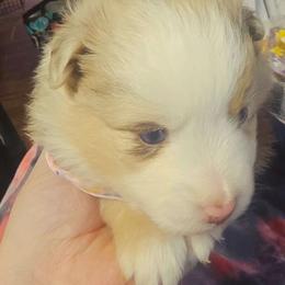 Hula - Blue merle female Miniature Australian Shepherd puppy in Goode, Virginia from Furner Farms