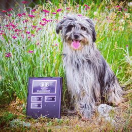 Pyrenean Shepherd All Grown Up from PYRWILD