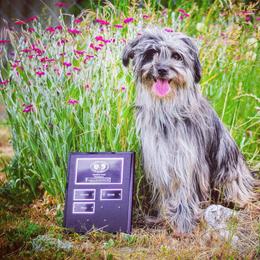 Pyrenean Shepherd All Grown Up from PYRWILD