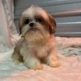 Toby - Lilac male Shih Tzu puppy in Elgin, South Carolina from Silver Bells Paw Prints