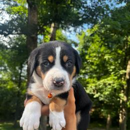 Cordelia - Black, white and red female Greater Swiss Mountain Dog puppy in Chester, Illinois from Hilltop Swissys