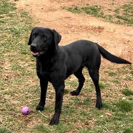 Iduna - Labrador Retriever
