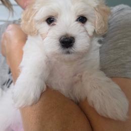 Havanese Puppies from Watson Farms