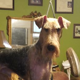 Barnum - Airedale Terrier