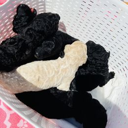 Poodle Puppies from Dirt Road Kennels