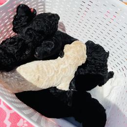 Poodle Puppies from Dirt Road Kennels