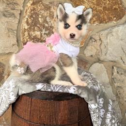 Peach - Wolf sable female Pomsky puppy in Venus, Pennsylvania from Hemlock Pines Pomsky