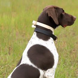 German Shorthaired Pointers from Lowcountry Southern GSP'S