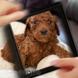 Hunter - Red  male Poodle puppy in Greenwich, New York from MizzElle’s Standard Poodles