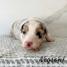Negroni - Blue merle male Australian Shepherd puppy in Kearney, Nebraska from Helix Aussies