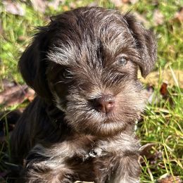 Maddie - Liver female Miniature Schnauzer puppy in Frankford, Delaware from Miniature Schnauzers of Delmarva