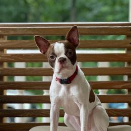 May - Boston Terrier