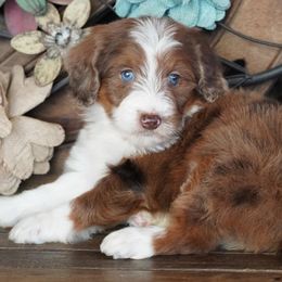 Red Merle Girl - Red merle female Aussiedoodle puppy in Lawton, Oklahoma from Lindsey’s Aussies