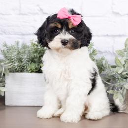 Bella - Cockapoo
